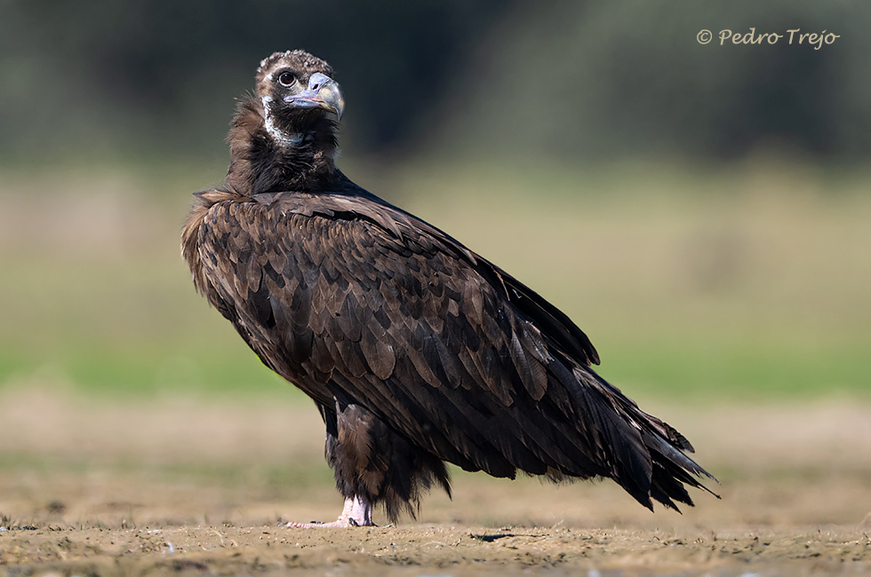 Buitre negro (Aegypinus monachus)